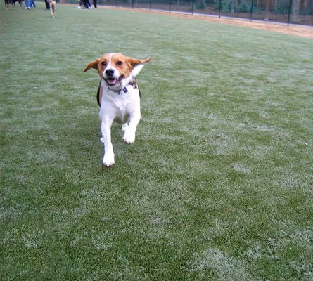 Saratoga Creek Dog Park photo 1